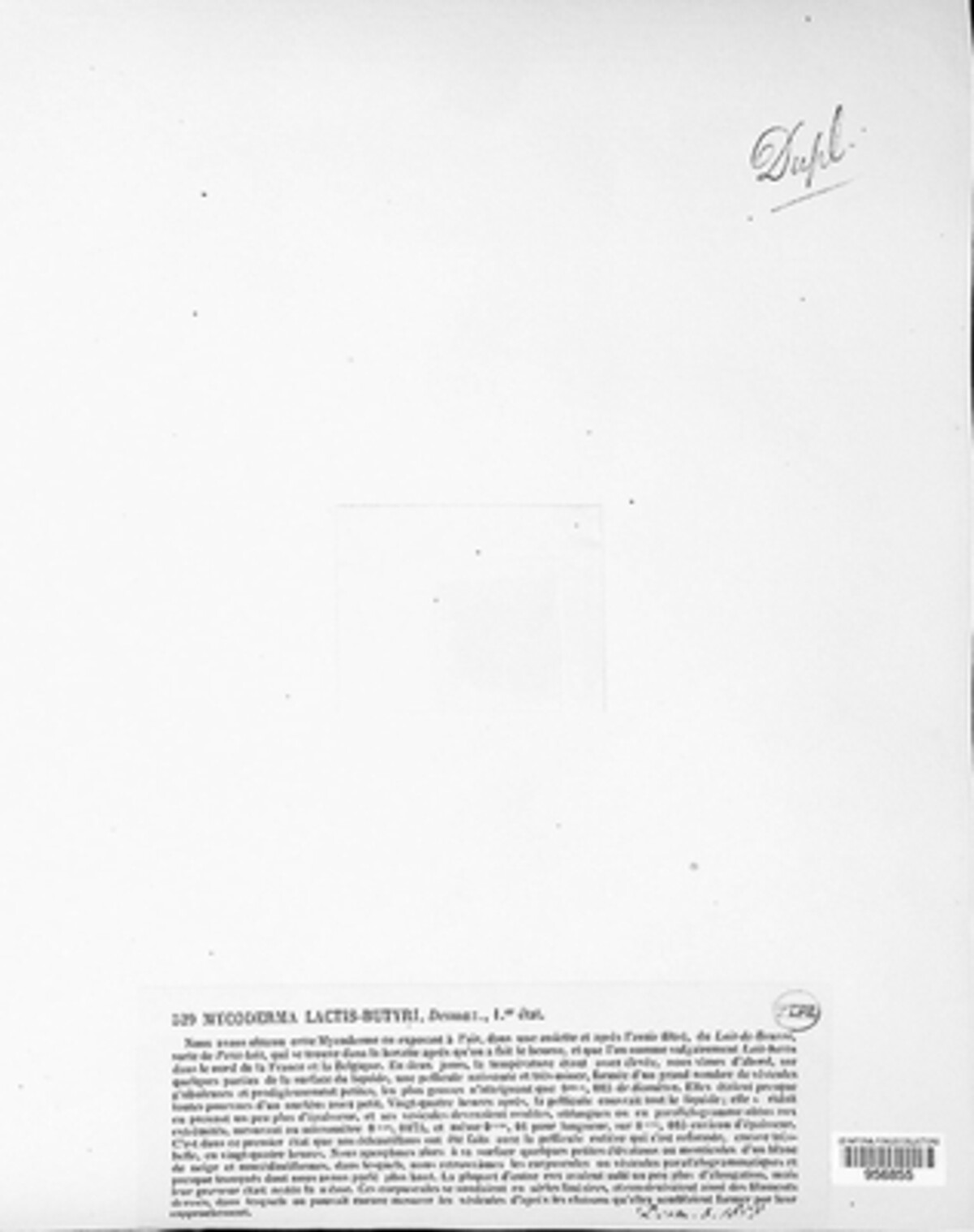 Mycoderma lactis-butyri image